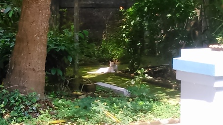 the cat in my grandparents' garden.  p.s.: sorry for the terrible picture quality